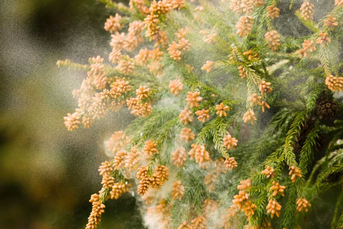 mountain-cedar-releasing-pollen